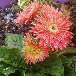 Close-up of red flower