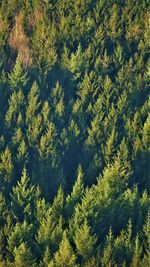 High angle view of pine trees in forest