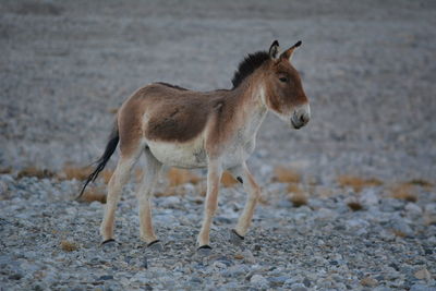 Donkey walking on field