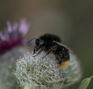 Close-up of bee pollinating on flower