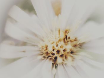 Close-up of white flower blooming outdoors