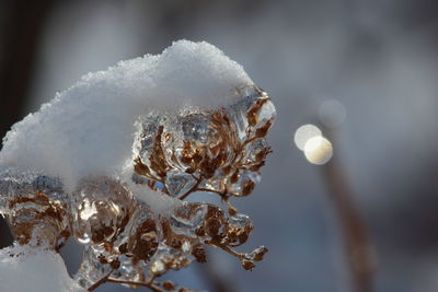 Close-up of frozen plant