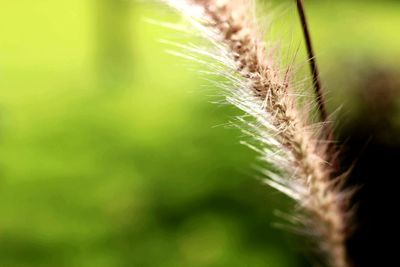 Close-up of wheat growing on field