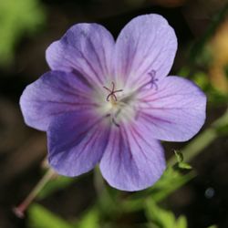 Close-up of purple flower blooming outdoors