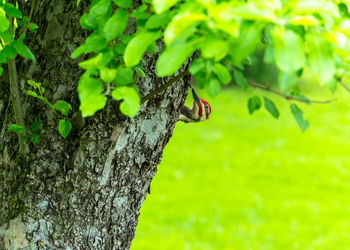 Close-up of insect on tree trunk