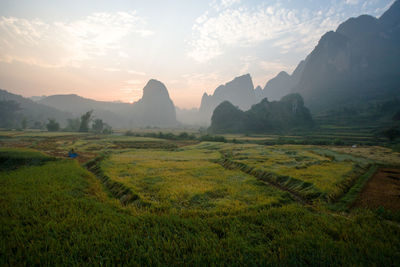 Scenic view of rice field against sky during sunset