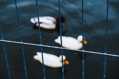 Close-up of bird