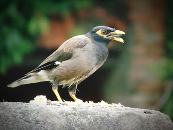 Close-up of bird perching outdoors