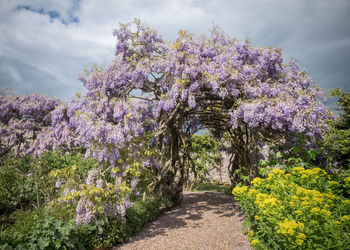 Fresh purple flowers on tree against sky