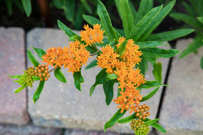 Close-up of orange flowering plant