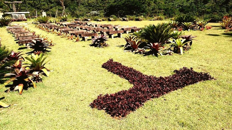 growth, nature, outdoors, tree, grass, plant, day, no people, sunlight, palm tree, beauty in nature