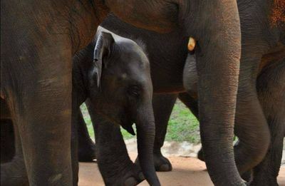 View of elephant