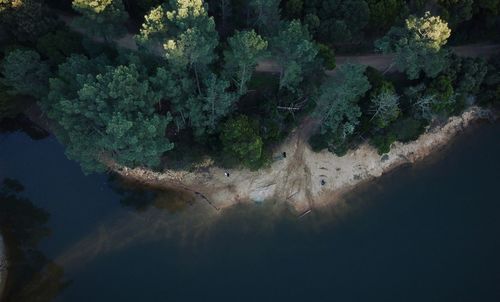 High angle view of trees and plants in forest