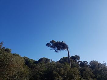 Low angle view of trees against blue sky