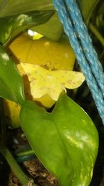 Close-up of yellow leaf