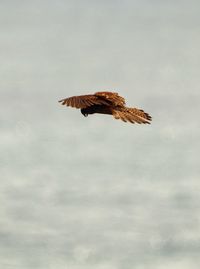 Bird flying against sky