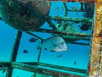 A big eye trevally, caranx sexfasciatus. in a  red sea artificiell reef