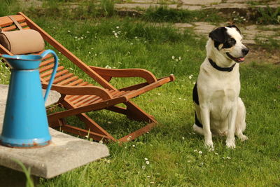 Dog relaxing on chair