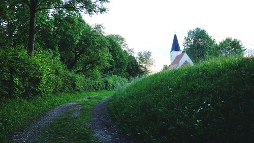 Footpath amidst trees against sky