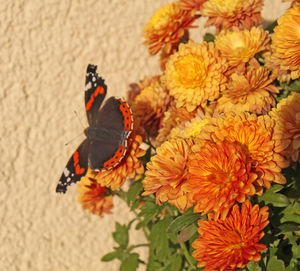 High angle view of butterfly on flower
