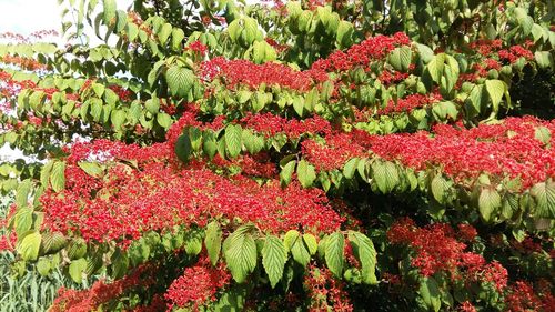 Red flowers blooming in garden