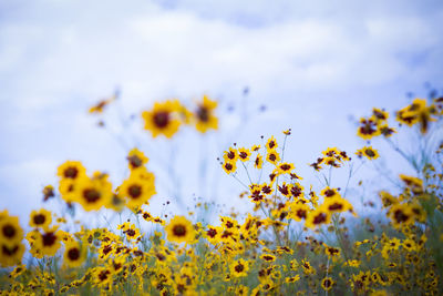 Close-up of yellow flowers blooming in field