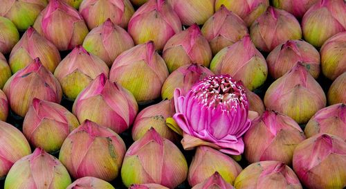 Full frame shot of pink flowers