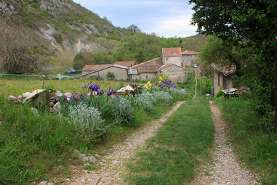 View of footpath along plants