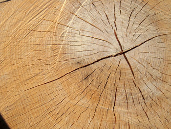 tree ring