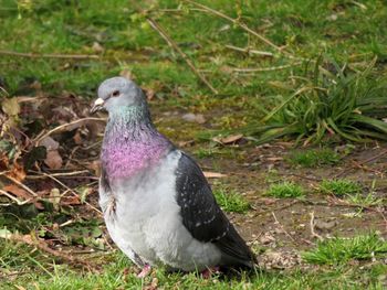 Close-up of a bird on field