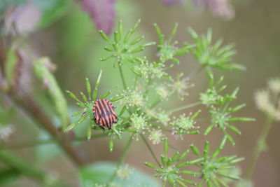 Close-up of insect on flower