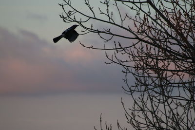 Low angle view of silhouette bird flying against sky