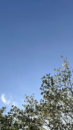 Low angle view of flowering plants against clear blue sky