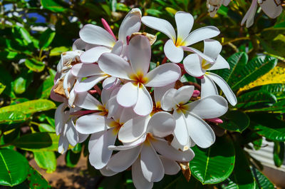 Close-up of flowers