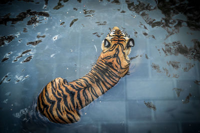 High angle view of tiger swimming in lake