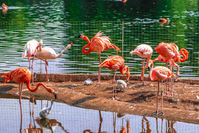 Birds by lake