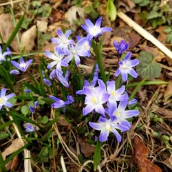 High angle view of purple crocus flowers on field