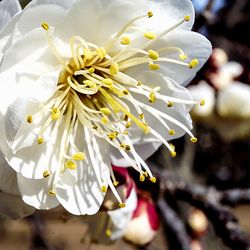 Close-up of white flower