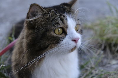 Close-up portrait of a cat looking away
