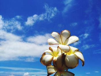 Low angle view of flowering plant against blue sky