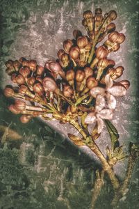 High angle view of vegetables