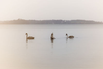 View of birds swimming in lake