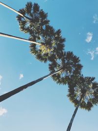 Directly below shot of palm trees against blue sky