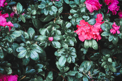 Close-up of pink flowers blooming outdoors