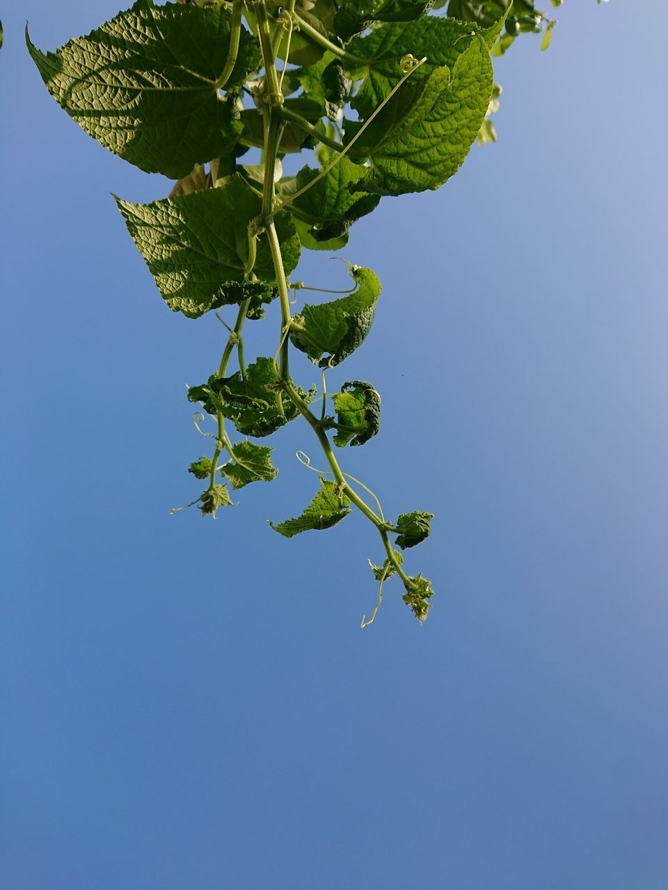 LOW ANGLE VIEW OF GREEN LEAVES AGAINST BLUE SKY