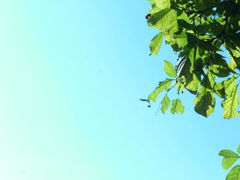 Low angle view of leaves against sky