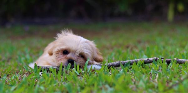 Portrait of puppy on field