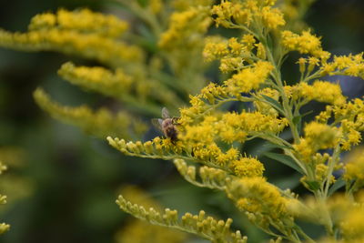 Close-up of bee pollinating on flower