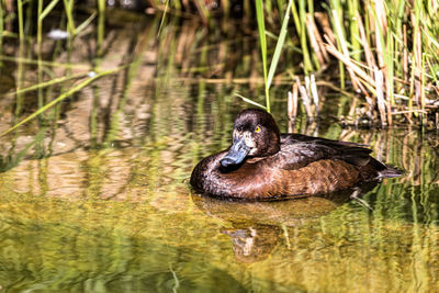 Close-up of a duck swimming in lake