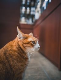 Close-up of a cat looking away